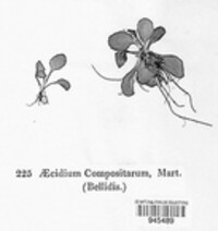 Aecidium compositarum image